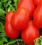 250 Roma VF Tomato Seeds | Non-GMO 