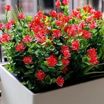 YXYQR 8 Pack UV Resistant Outdoor Artificial Flowers Bulk Faux Plastic Plants Outside Indoor Fake Hanging Greenery Shrubs Arrangement for Backyard Window Box Porch Home Decoration (Red)