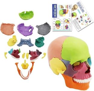 AUTENS 15-Parts Anatomy Skull Model, Palm-Sized Mini Human Exploded Skull Model, Color Skull Model Medical Dental Clinic Teaching Equipment, Teaching-Learning Tool Fun Toys Skull Puzzle