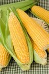 DUYZGRO® Imported Sweet Corn Seeds for Home and Kitchen Gardening Pack Of 50 Seeds (YELLOW)