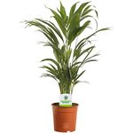 Areca Palm Lutescens - Large Indoor Plants, Lush Tropical Houseplants, Air-Purifying & Low-Maintenance air plants - Real Indoor Plant, Tall Palm for House or Office Decor, (30-40cm Tall with 13cm Pot)