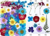 Litvibes Dried Pressed Real Flowers Colorful Natural Dried Flowers Daisies for Candles Handmade Art & Crafts Epoxy DIY Resin Pendant Jewellery Gifts Accessories Nail Art