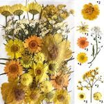 YellowCult Natural Real Dried & Pressed Flowers for Art Craft - Mixed, Multicolor for Soap, Candle, Scrapbooking, DIY, Resin Jewelry, Pendant - [Luxury Yellow 40 pcs Sheets]