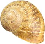 Geocaching Secret hide Snail Big Snail Roman Snail with nano and Logsheet