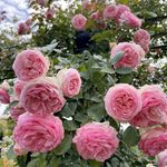 Peter Beales Roses UK Eden Rose '88, Climbing Rose, 240cm x 180cm, Creamy-White and Pink Double Flowers