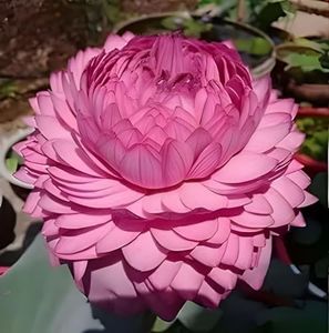 Rishika Plant House-Ultimated Thousand Petal Lotus Live Plant (TUBER Root) Orginal Variety Guarante Blooming Big Hybrid Water Lily For Out Door And In Door..
