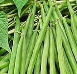 25 Greencrop Bush Bean Seeds | Non-