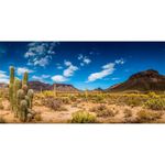 AWERT 72x24 inches Reptile Habitat Background Blue Sky Oasis Cactus Desert Terrarium Background Vinyl