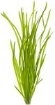 CANTON AQUATICS Valisnaria Spiralis Italian - Provides Canopy on Tank Top & Shelter to Baby Fish - Fast Growth, Long Lasting & Easy to Care Aquatic Plants - Bunch- Green