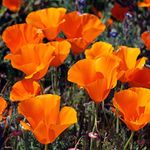 250 Orange California Poppy Golden West Seeds - Eschscholtzia Californica - 250 Seeds