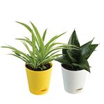 Bonide Indoor Plants