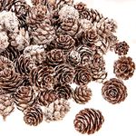 Whaline 100Pcs Christmas Natural Pinecones Mini Snow Pine Cones Rustic Dried Pine Cone in Bulk Christmas Party Ornament for DIY Crafts Home Xmas Tree Wreath Garland Holiday Fall Winter Decoration