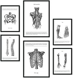 Nacnic Ensemble de 6 affiches d'anatomie. Collection de plaques avec collage esthétique pour la décoration d'intérieur. Tailles A3 et A4. Sans cadre.