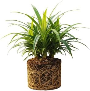Pandan Plant Live for Garden, Rooted Pandan Live Plant for Garden, 4 to 6 Inches Tall