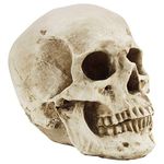 Kurtzy Human Skull Model - L12 x W17 x H14.5cm / 4.72 x 6.70 x 5.71 Inches - Realistic Resin Bone Medical Skeleton - Replica Life-Size Head for Anatomical Medical Teaching & Halloween Party Decoration