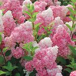 E Garden Strawberry Sundae Hydrangea Seeds For Home Lawn Garden Sowing - 50 Seeds Eco Pack