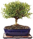 Brussel's Live Gardenia Outdoor Bonsai Tree - 10 Years Old; 12" to 16" Tall with Decorative Container, Humidity Tray & Deco Rock