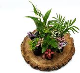 3 Closed Terrarium Plants • Small M