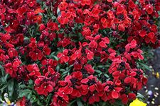 Flower - WallFlower - Sugar Rush Red - 100 Seeds - Large