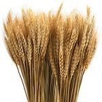 yarlung 300 Stems 16 Inch/40cm Dried Wheat Sheaves, Natural Wheat Stalks Bundle Fall Arrangement for DIY Craft, Home Table, Wedding