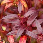 Leucothoe keiskei 'Royal Ruby' Dog Hobble Evergreen Garden Plant | 9cm Pot