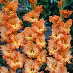 IMP. Gladiolus/Sword Lilly Flower Hybrid Quality Bulb Easy to Grow Home Gardening (Pack of 7 Princess Frizzle Light Coral-Orange)