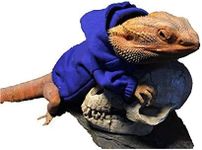 HAICHEN TEC Lizard Clothes for Bearded Dragons Reptile Apparel 100% Handmade Cotton Material Hoodies Sweater T-Shirt for Skin Protection Photo Party for Lizard Bearded Dragon Crested Gecko Chameleon