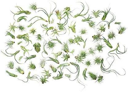 Tillandsia Air Plants Live Indoor Plants (75 Pack), Air Plants Bulk Party Favors or Wedding Favors Live Plants, Air Plant Lover Gifts, DIY Terrarium Kit, Air Succulents Plants Live by Plants for Pets