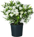 Shrub Frostproof Gardenia 2.5 Qt, W