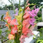 Perennials Sword Lily Flowering Bulk Bulbs Gladiolus Bulbs Colorful Choice of Cut Flowers (10 Bulbs,Mix Color)