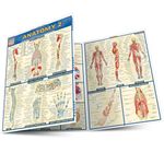 Anatomy 2 - Reference Guide (8.5 x 11): a QuickStudy Laminated Reference Guide