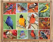 Springbok's 100 Piece Jigsaw Puzzle Songbirds, Multicolor