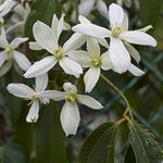 Clematis Plant Armandii Late-Flowering Old Man's Beard Climbing Hardy Shrub White Blooms RHS AGM Easy to Grow Your Own Garden Flowers Supplied as 1.7 Litre Potted Plant by Thompson & Morgan