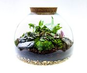 Large Glass Domed Terrarium with 5 Living Plants, Moss and Tool Set - The Ultimate Terrarium Kit