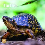 2025 Turtles Monthly Wall Calendar by Bright Day, 12 x 12 Inch Cute Nature Photography Gift