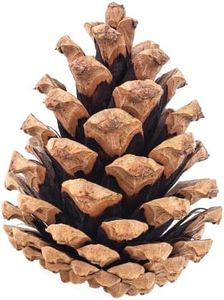 100 Pine C