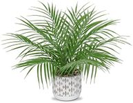 Hollyone Artificial Plants Fern Leaf Decorative Fake Plants Potted, Plastic Faux Plants Indoors in Cement Pots, Artificial Plants Indoors for Home Decor, Bedroom, Office Desk, Living Room and Kitchen