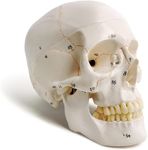 Human Skull Model, Life Size (9" Height), Medical Quality - 3 Part - W/Sutures Painted, 54pcs Labeled Numbered丨for Medical Student丨Shows Most Major Foramen, Fossa, and Canals