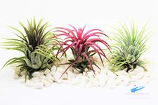 Air Plants Tillandsia x3 Ionantha Red, Green & Rubra Ionatha for Terrarium Vivarium Office House Plant