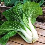 KIRA SEEDS - Chinese Cabbage Bok Ch