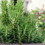 OCCIDENT Air Purifying House Indoor Outdoor Rosemary Live Plant Herbs and Medicine Plant for Home and Garden Organic for Foods & Hair Herb Plant With Pot (Rosemary Live Plant) (Pack of 2)