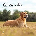 2025 Yellow Labs Monthly Wall Calendar by Bright Day, 12 x 12 Inch Cute Dog Breed Gift