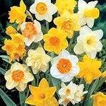 Kucus 100 PCS Beautiful Narcissus Flower Balcony Plants Daffodil Seed Absorption Radiation Narcissus Tazetta Seed - (Color: 5)