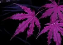 Purple Ghost Japanese Maple Acer pa