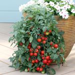 Suttons - Tomato Seeds - Tumbling Tom Red
