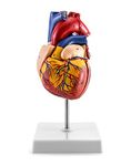 QWORK® Human Heart Model, 2-Part Life Size Medical Heart Model with 34 Anatomical Marks, Held Together with Magnets on Base