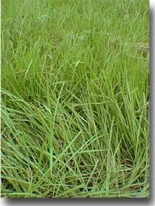 SeedRanch 
