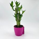 Amulya FARMS & NURSERY Lucky Bamboo Lotus Bonsai Plant with Flying MAGNET POT | Indoor Live Plants for Living Room & Desk Decor | Feng Shui Plant (Pot Colour May Vary Depending on Availability)