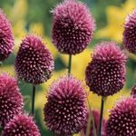 10 Pack Allium Drumstick Bulbs for Planting, Easy to Grow Pennial Flowers, Egg Shaped Flowers- Blooms Year After Year, Drumstick Allium Bulbs Sets