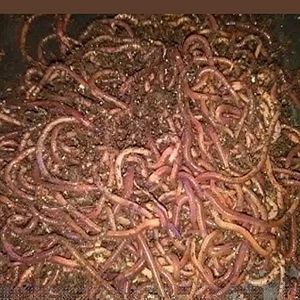 WWJD Worms Red Wigglers Composting Worms - 3/4lb (700 Count) - Earth Worms, Red Worms, Live Worms for Garden, Farm Soil - Red Wigglers Live Worms for Fishing & Worm Farm Composter